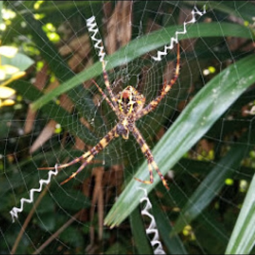 Meet your Posher, Ramiah